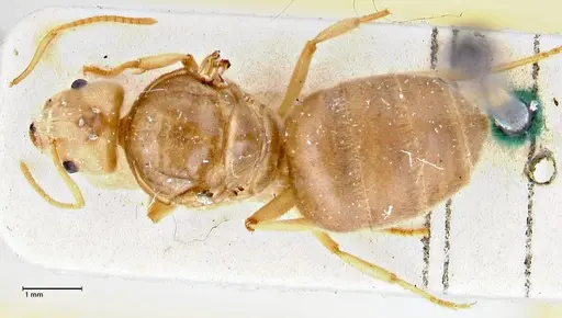Pseudolasius circularis specimen FOCOL2676 image focol2676_1