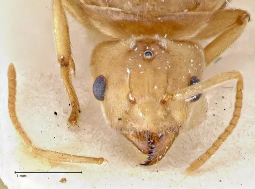Pseudolasius circularis specimen FOCOL2676 image focol2676_2