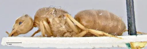 Pseudolasius circularis specimen FOCOL2676 image focol2676_3