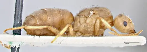 Pseudolasius circularis specimen FOCOL2676 image focol2676_4