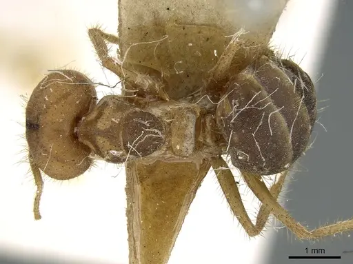 Pseudolasius emeryi specimen CASENT0906267 image casent0906267_1
