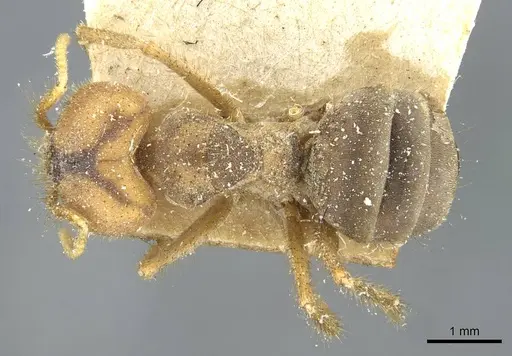 Pseudolasius emeryi specimen CASENT0910974 image casent0910974_1