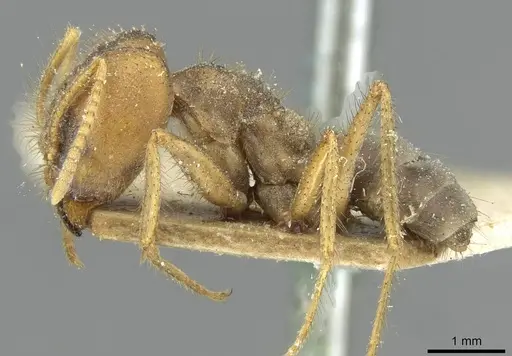 Pseudolasius emeryi specimen CASENT0910974 image casent0910974_3