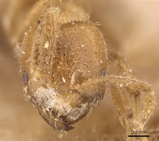 Pseudolasius fallax specimen CASENT0905649 image casent0905649_2