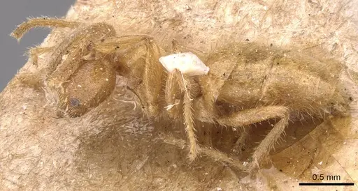 Pseudolasius fallax specimen CASENT0905649 image casent0905649_3