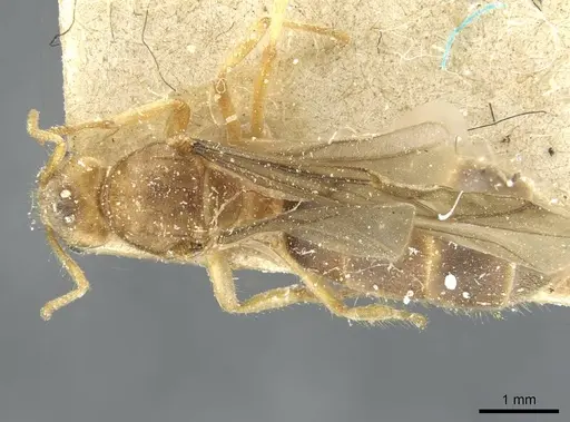 Pseudolasius fallax specimen CASENT0910975 image casent0910975_1