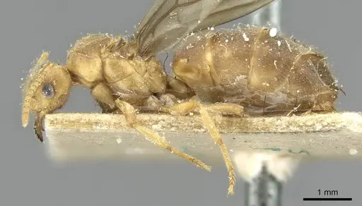 Pseudolasius fallax specimen CASENT0910975 image casent0910975_3