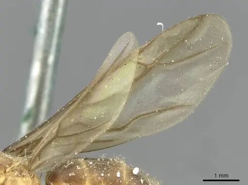 Pseudolasius fallax specimen CASENT0910975 image casent0910975_4