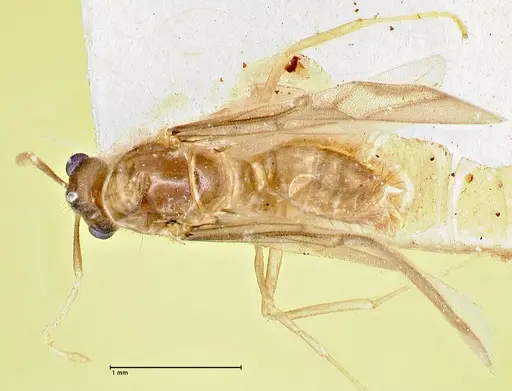 Pseudolasius fallax specimen FOCOL2710 image focol2710_1