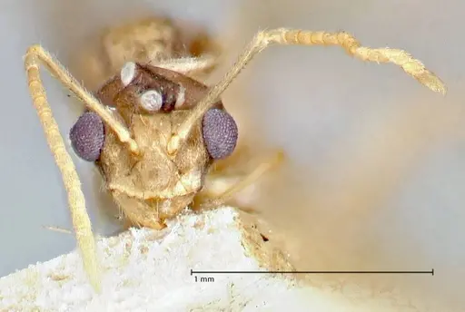 Pseudolasius fallax specimen FOCOL2710 image focol2710_2