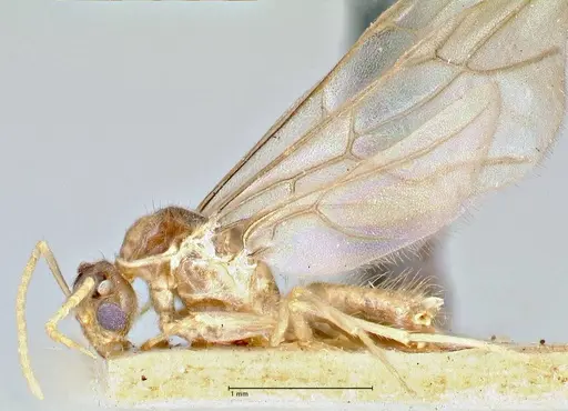 Pseudolasius fallax specimen FOCOL2710 image focol2710_3