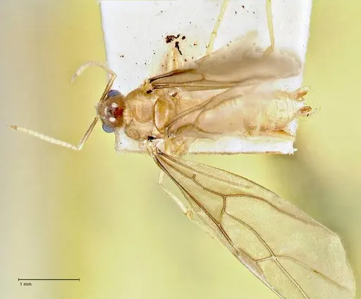 Pseudolasius fallax specimen FOCOL2711 image focol2711_1