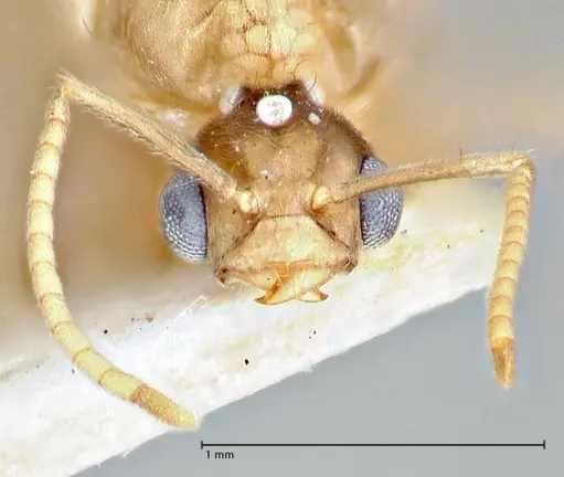 Pseudolasius fallax specimen FOCOL2711 image focol2711_2