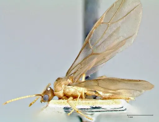 Pseudolasius fallax specimen FOCOL2711 image focol2711_3