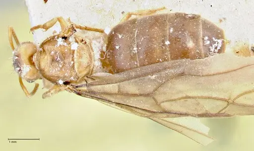 Pseudolasius fallax specimen FOCOL2712 image focol2712_1