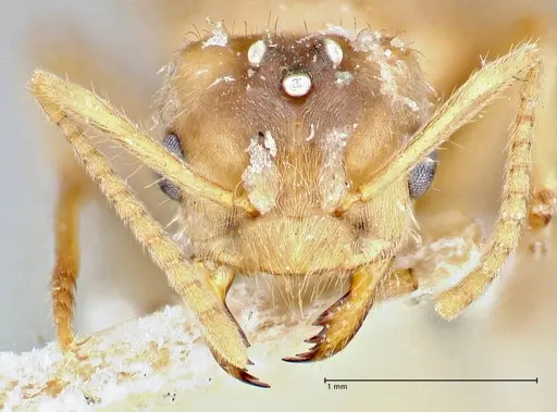 Pseudolasius fallax specimen FOCOL2712 image focol2712_2