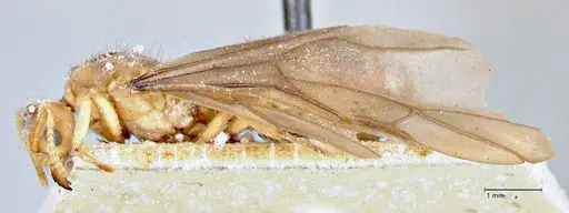 Pseudolasius fallax specimen FOCOL2712 image focol2712_3