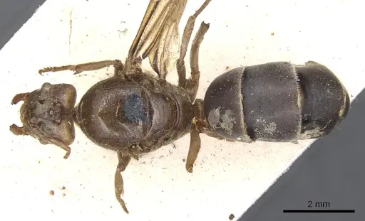 Pseudolasius familiaris specimen CASENT0901892 image casent0901892_1