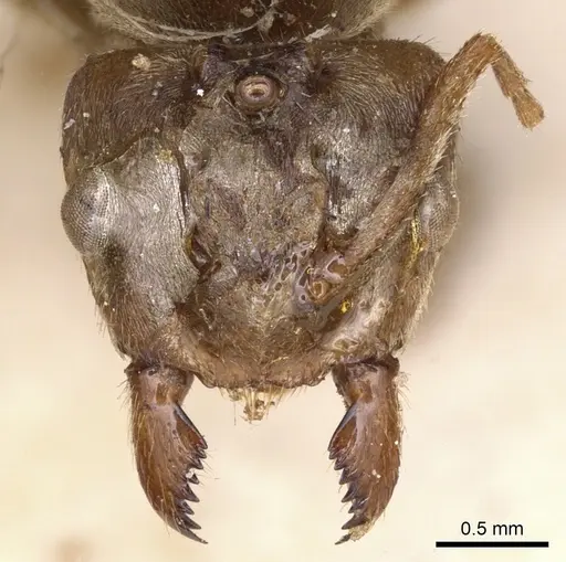 Pseudolasius familiaris specimen CASENT0901892 image casent0901892_2