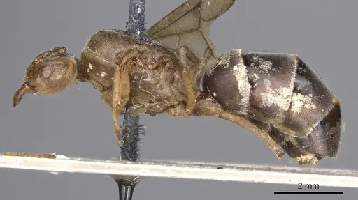 Pseudolasius familiaris specimen CASENT0901892 image casent0901892_3