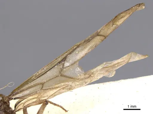 Pseudolasius familiaris specimen CASENT0901892 image casent0901892_4