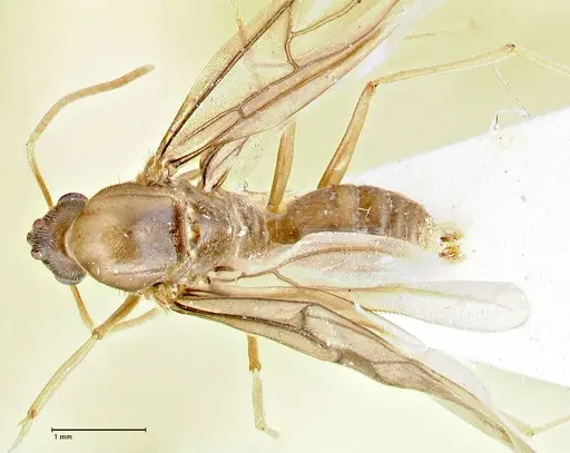 Pseudolasius hummeli specimen FOCOL2706 image focol2706_1