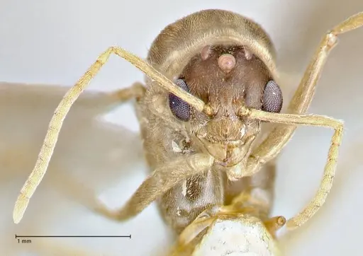 Pseudolasius hummeli specimen FOCOL2706 image focol2706_2