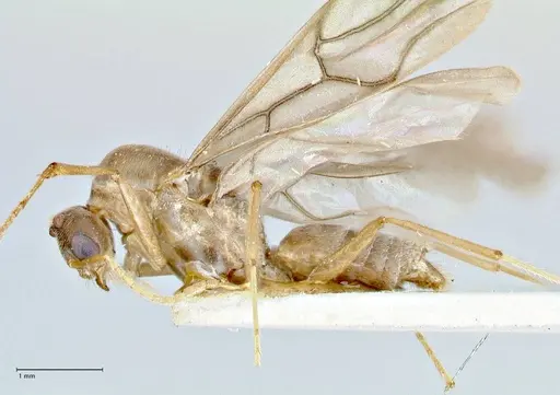 Pseudolasius hummeli specimen FOCOL2706 image focol2706_3