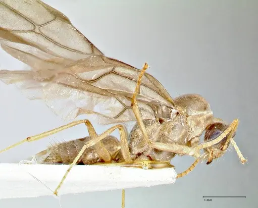 Pseudolasius hummeli specimen FOCOL2706 image focol2706_4