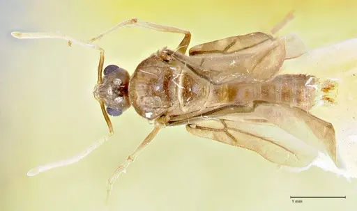 Pseudolasius hummeli specimen FOCOL2707 image focol2707_1