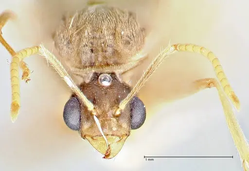 Pseudolasius hummeli specimen FOCOL2707 image focol2707_2