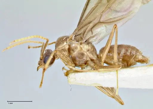 Pseudolasius hummeli specimen FOCOL2707 image focol2707_3