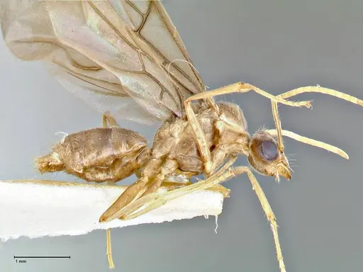 Pseudolasius hummeli specimen FOCOL2707 image focol2707_4
