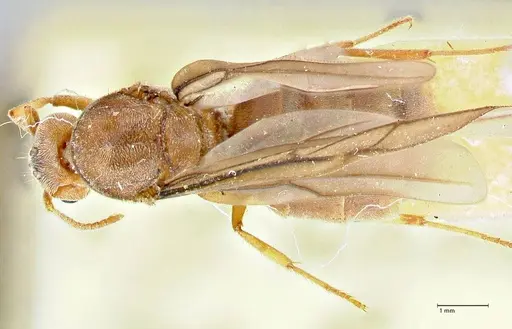 Pseudolasius hummeli specimen FOCOL2708 image focol2708_1