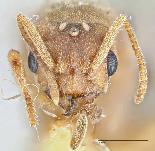 Pseudolasius hummeli specimen FOCOL2708 image focol2708_2