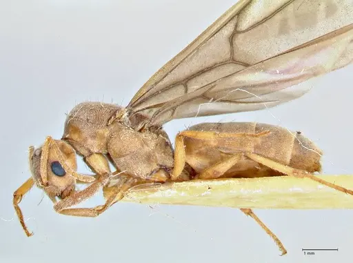 Pseudolasius hummeli specimen FOCOL2708 image focol2708_3