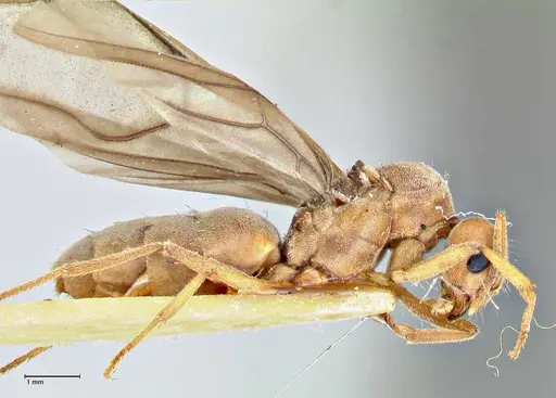 Pseudolasius hummeli specimen FOCOL2708 image focol2708_4