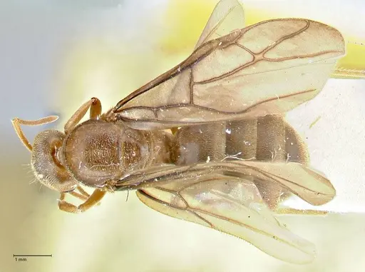 Pseudolasius hummeli specimen FOCOL2709 image focol2709_1