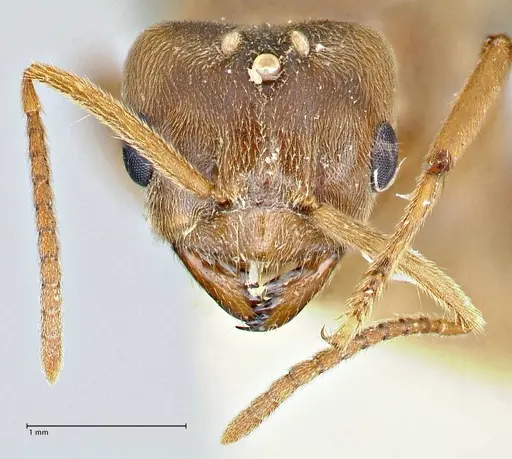 Pseudolasius hummeli specimen FOCOL2709 image focol2709_2