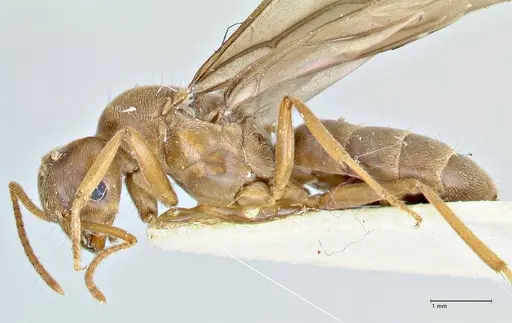 Pseudolasius hummeli specimen FOCOL2709 image focol2709_3