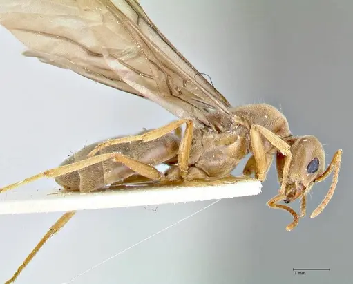 Pseudolasius hummeli specimen FOCOL2709 image focol2709_4