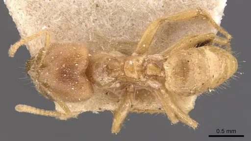 Pseudolasius isabellae specimen CASENT0905656 image casent0905656_1