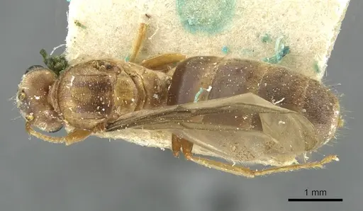 Pseudolasius isabellae specimen CASENT0910976 image casent0910976_1
