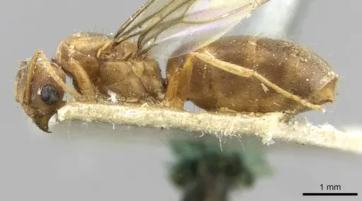 Pseudolasius isabellae specimen CASENT0910976 image casent0910976_3