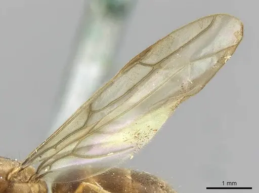 Pseudolasius isabellae specimen CASENT0910976 image casent0910976_4