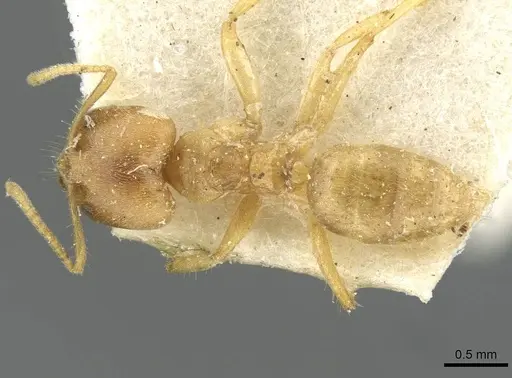 Pseudolasius isabellae specimen CASENT0910977 image casent0910977_1