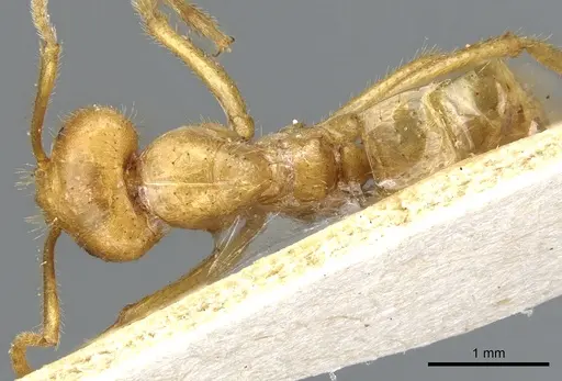 Pseudolasius karawajewi specimen CASENT0903170 image casent0903170_1