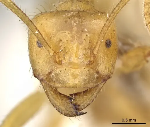 Pseudolasius karawajewi specimen CASENT0903170 image casent0903170_2