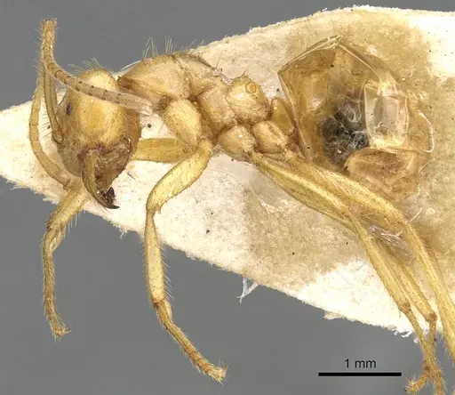 Pseudolasius karawajewi specimen CASENT0903170 image casent0903170_3