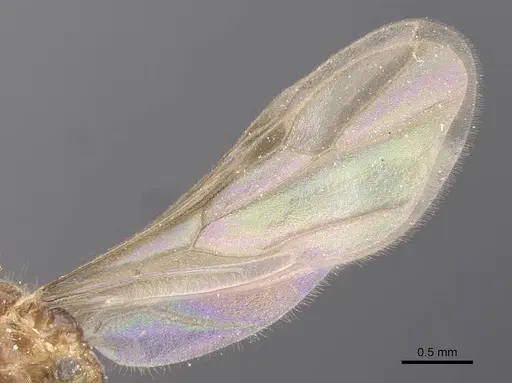 Pseudolasius leopoldi specimen CASENT0912321 image casent0912321_4